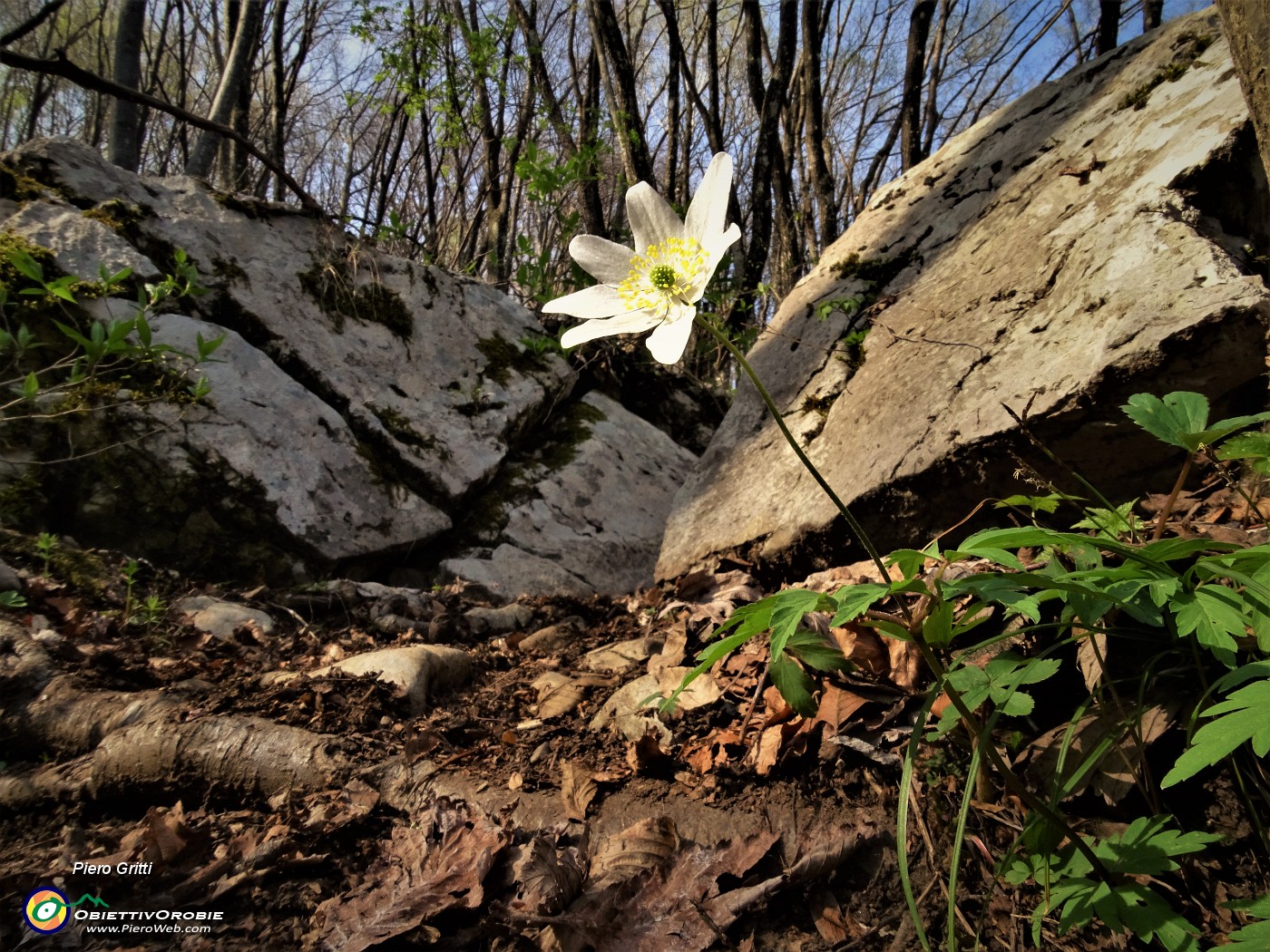 52 Bianca  grande Anemone nemorosa (Anemonoides nemorosa) nei boschi ombrosi del versante nord sotto la cima del Canto Alto.JPG